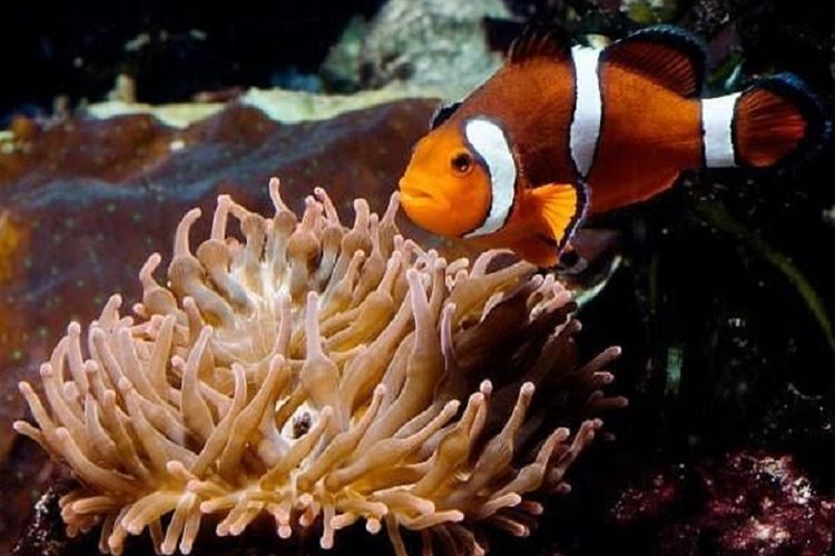 Download Cara Gambar Ikan Nemo Nomer 38