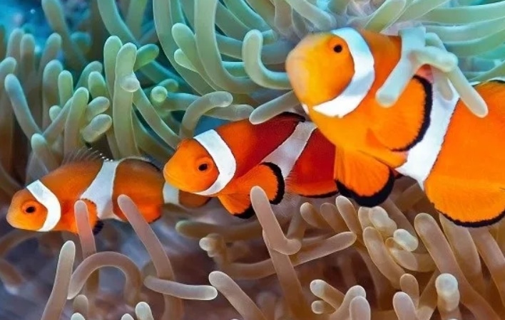 Detail Cara Gambar Ikan Nemo Nomer 44