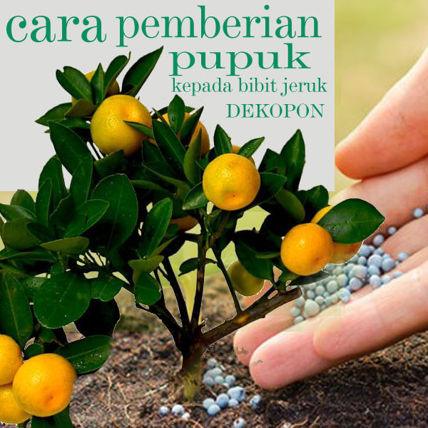 Detail Cara Gambar Jeruk Nomer 47