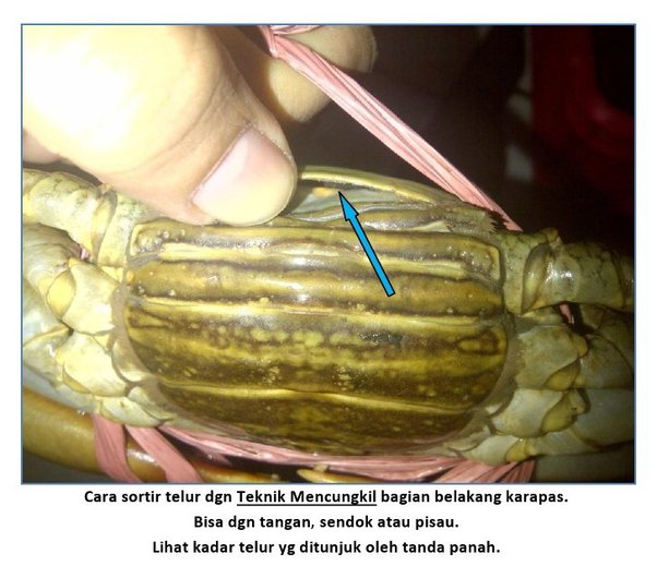 Detail Cara Gambar Kepiting Nomer 27