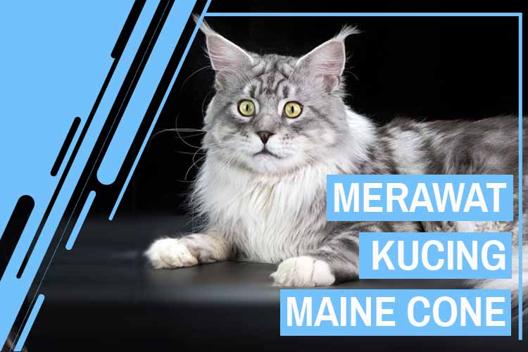 Detail Cara Gambar Kucing Mudah Nomer 46