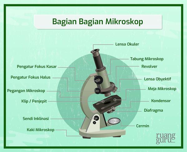 Detail Cara Gambar Mikroskop Nomer 19