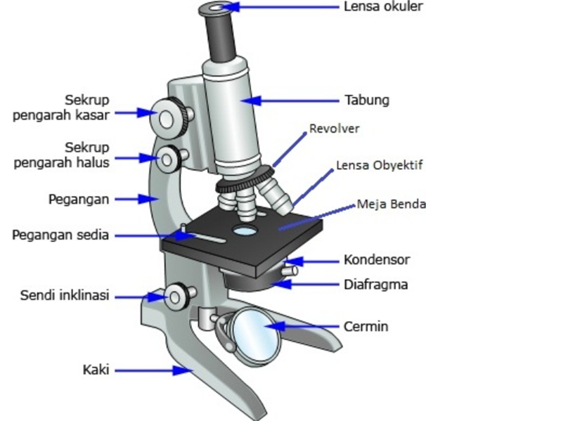 Detail Cara Gambar Mikroskop Nomer 8