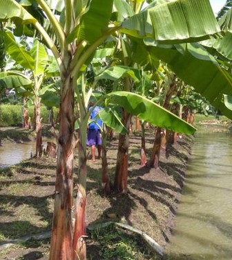 Detail Cara Gambar Pisang Nomer 36