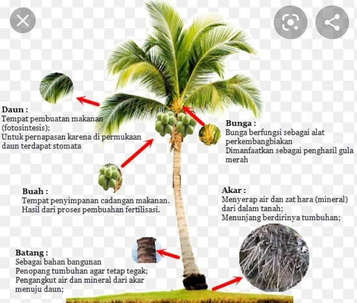 Detail Cara Gambar Pohon Kelapa Nomer 30