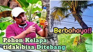 Detail Cara Gambar Pohon Kelapa Nomer 36