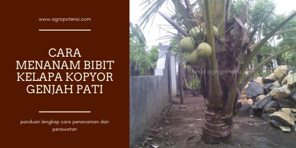 Detail Cara Gambar Pohon Kelapa Nomer 38