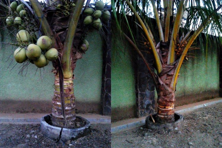 Detail Cara Gambar Pohon Kelapa Nomer 44