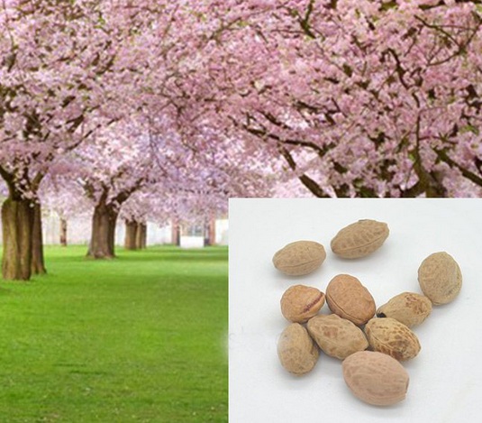 Detail Cara Gambar Pohon Sakura Nomer 39