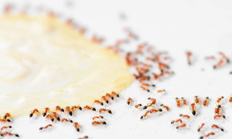 Detail Cara Hilangkan Semut Di Rumah Nomer 31