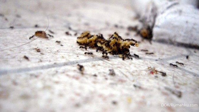 Detail Cara Hilangkan Semut Di Rumah Nomer 43