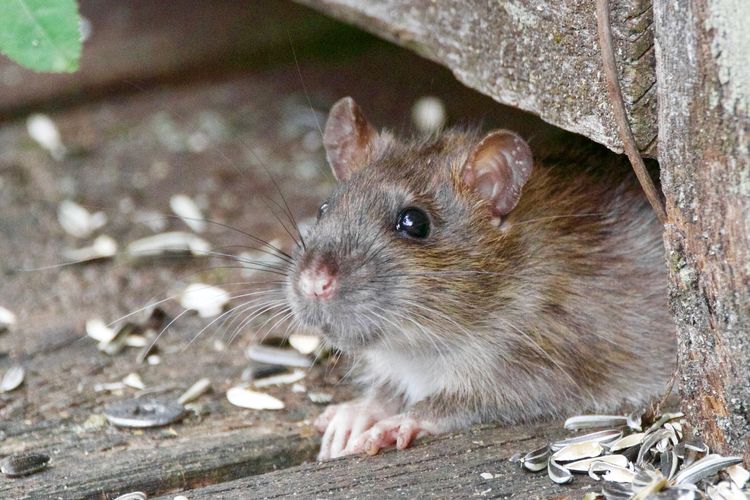 Detail Cara Hilangkan Tikus Dalam Rumah Nomer 11