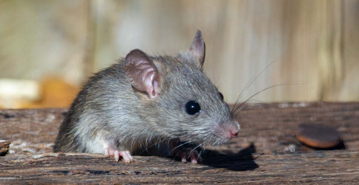 Detail Cara Hilangkan Tikus Dalam Rumah Nomer 16