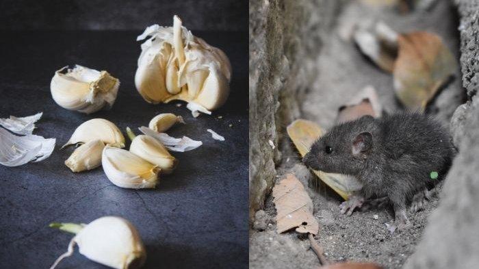 Detail Cara Hilangkan Tikus Dalam Rumah Nomer 18