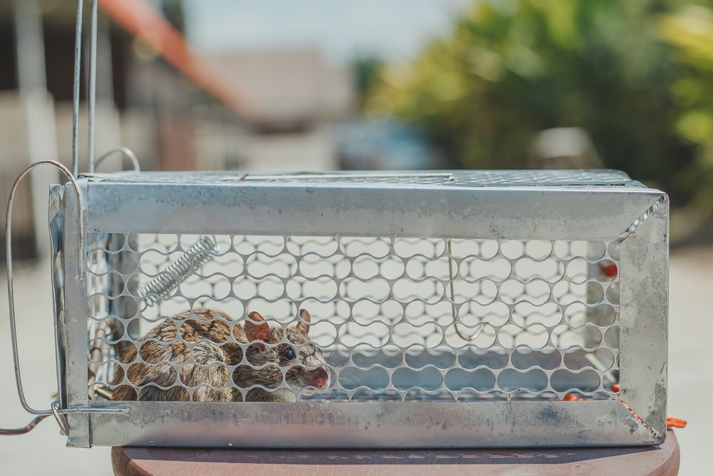 Detail Cara Hilangkan Tikus Dalam Rumah Nomer 19