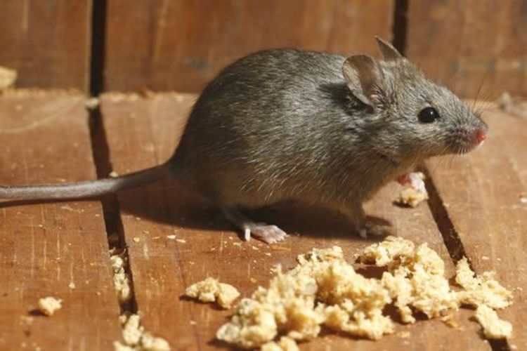 Detail Cara Hilangkan Tikus Dalam Rumah Nomer 27