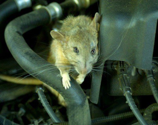 Detail Cara Hilangkan Tikus Dalam Rumah Nomer 29