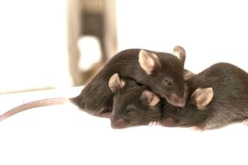 Detail Cara Hilangkan Tikus Dalam Rumah Nomer 31