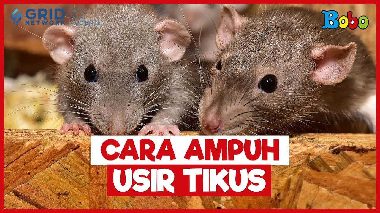 Detail Cara Hilangkan Tikus Dalam Rumah Nomer 36