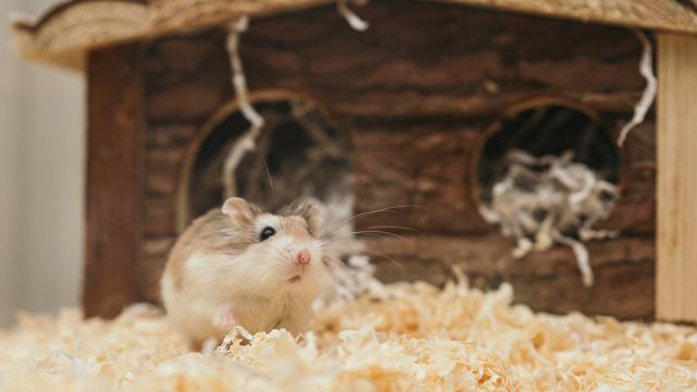 Detail Cara Hilangkan Tikus Dalam Rumah Nomer 37