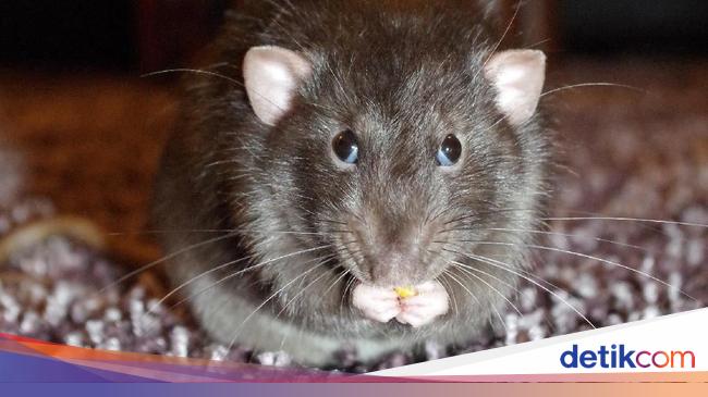 Detail Cara Hilangkan Tikus Dalam Rumah Nomer 42