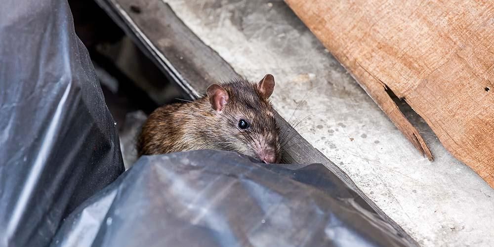 Detail Cara Hilangkan Tikus Dalam Rumah Nomer 44