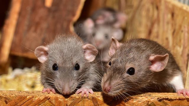 Detail Cara Hilangkan Tikus Dalam Rumah Nomer 9