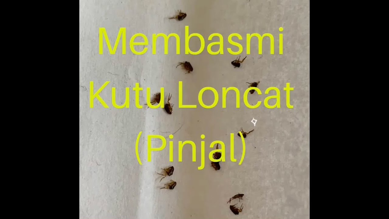 Cara Membasmi Kutu Loncat Di Rumah - KibrisPDR