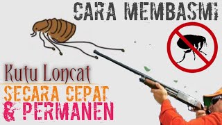 Detail Cara Membasmi Kutu Loncat Di Rumah Nomer 2
