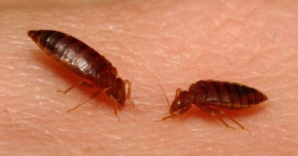 Detail Cara Membasmi Kutu Loncat Di Rumah Nomer 8