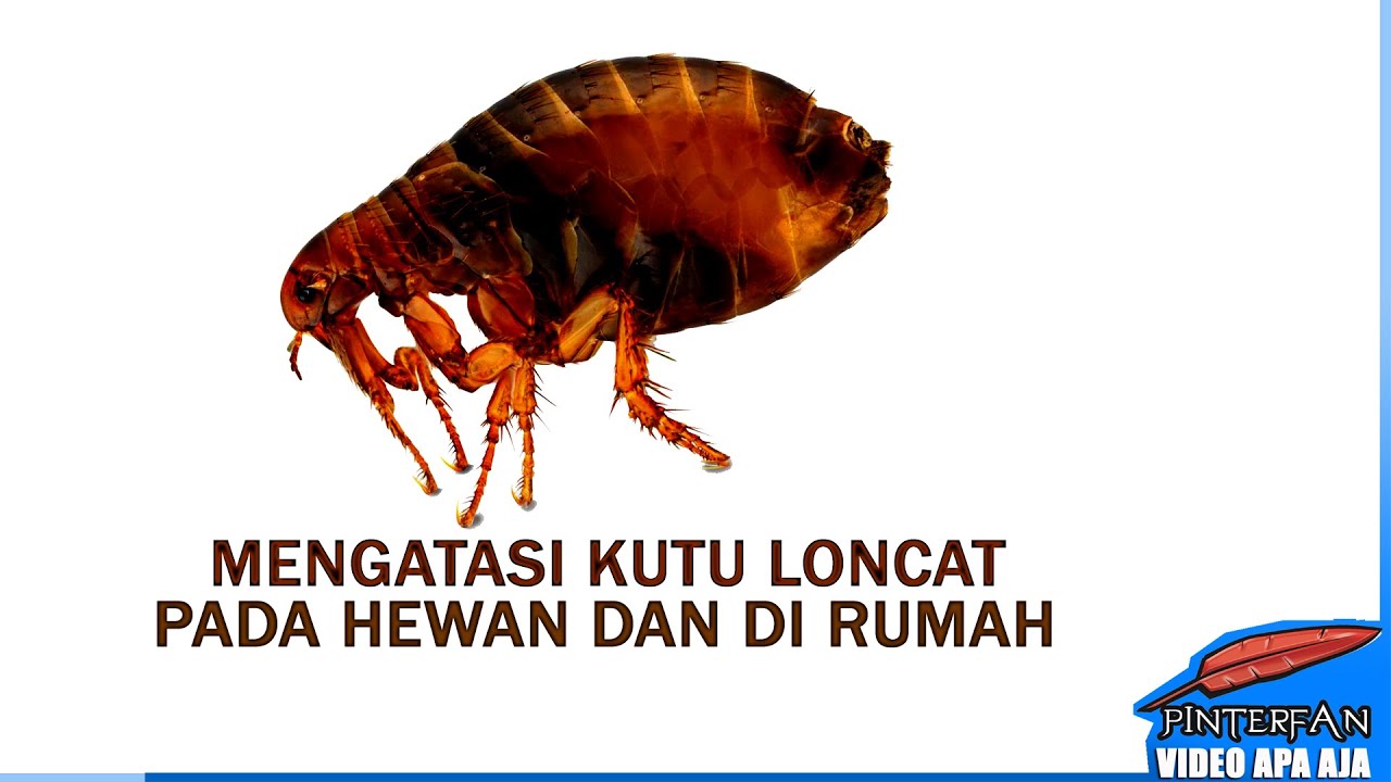Detail Cara Membasmi Kutu Loncat Di Rumah Nomer 10