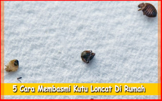 Detail Cara Membasmi Kutu Loncat Di Rumah Nomer 14