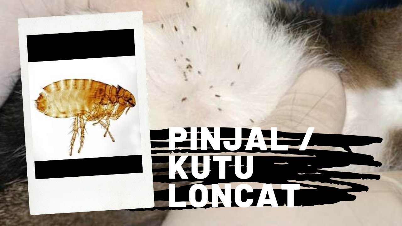 Detail Cara Membasmi Kutu Loncat Di Rumah Nomer 3