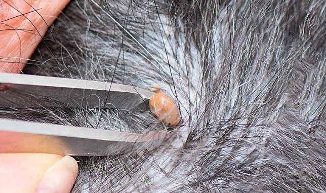 Detail Cara Membasmi Kutu Loncat Di Rumah Nomer 32