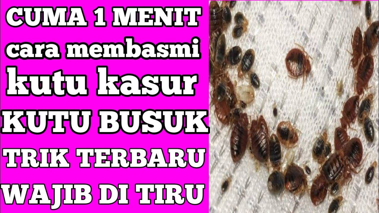 Detail Cara Membasmi Kutu Loncat Di Rumah Nomer 33