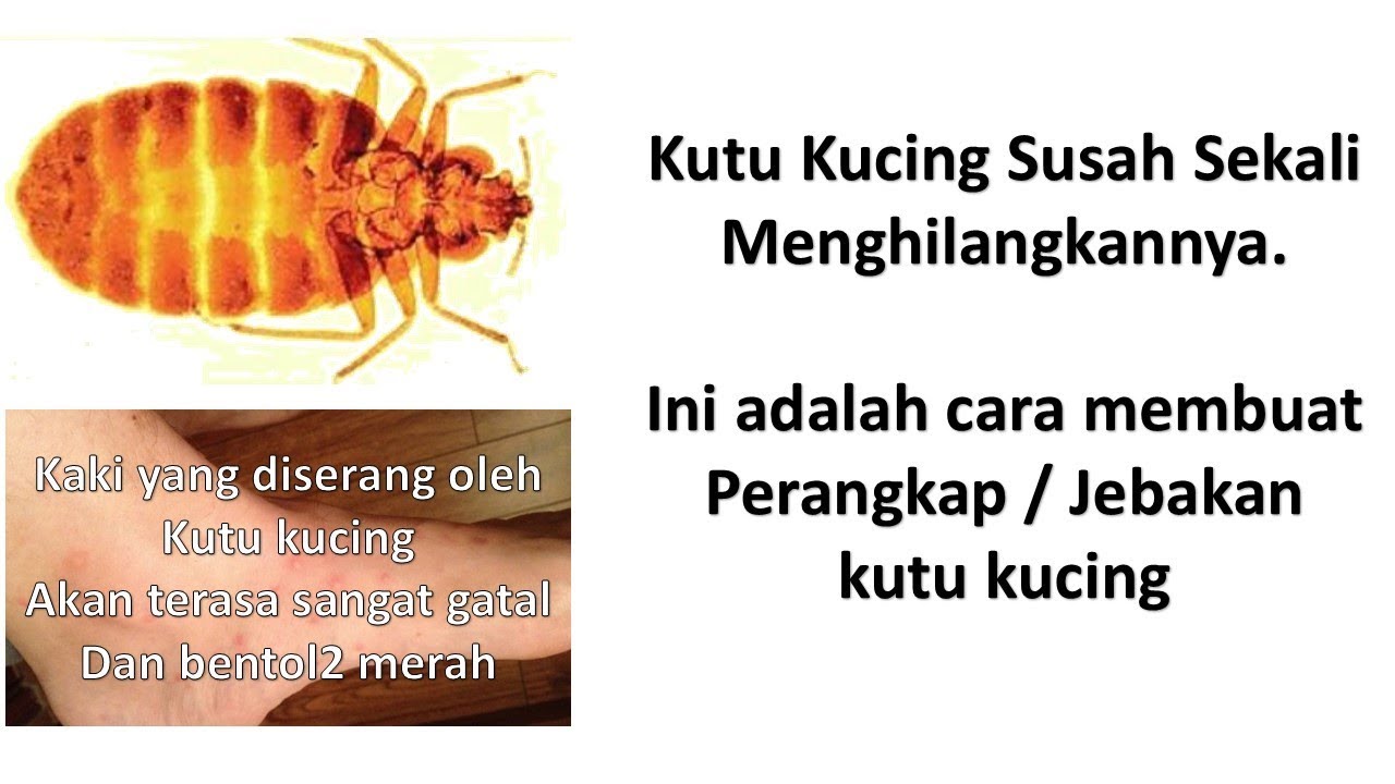 Detail Cara Membasmi Kutu Loncat Di Rumah Nomer 6