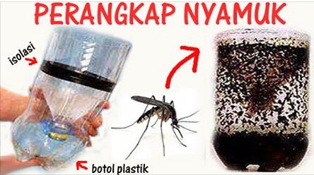 Detail Cara Membasmi Nyamuk Di Rumah Nomer 9