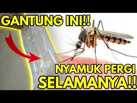 Detail Cara Membasmi Nyamuk Di Rumah Nomer 27