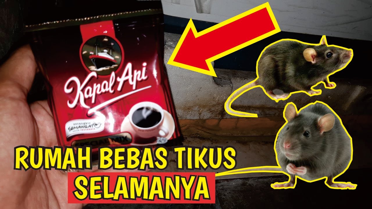 Download Cara Membasmi Tikus Rumah Paling Ampuh Nomer 47