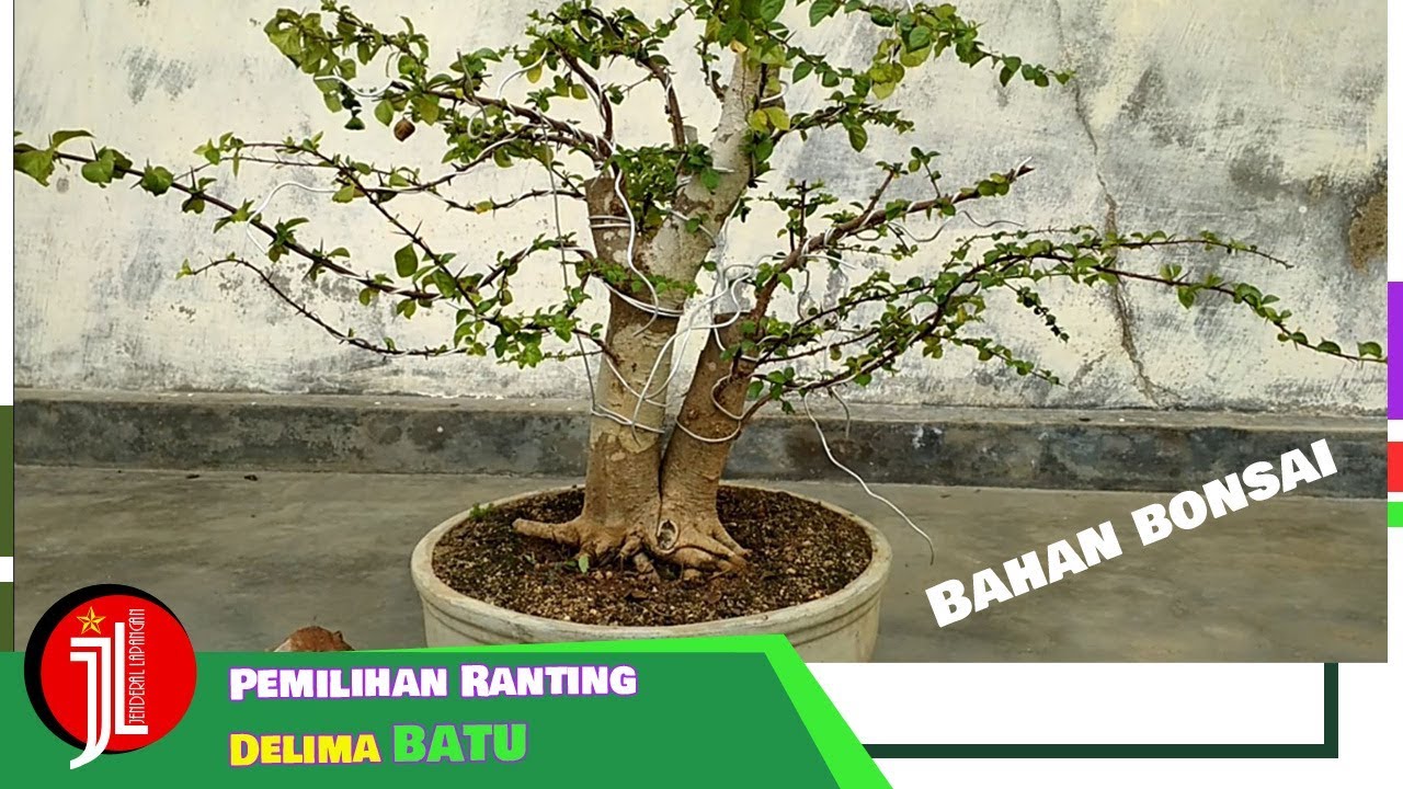 Detail Cara Membentuk Ranting Bonsai Nomer 2