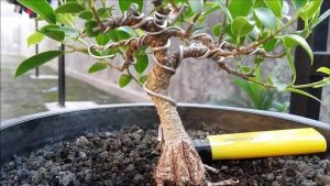 Detail Cara Membentuk Ranting Bonsai Nomer 15