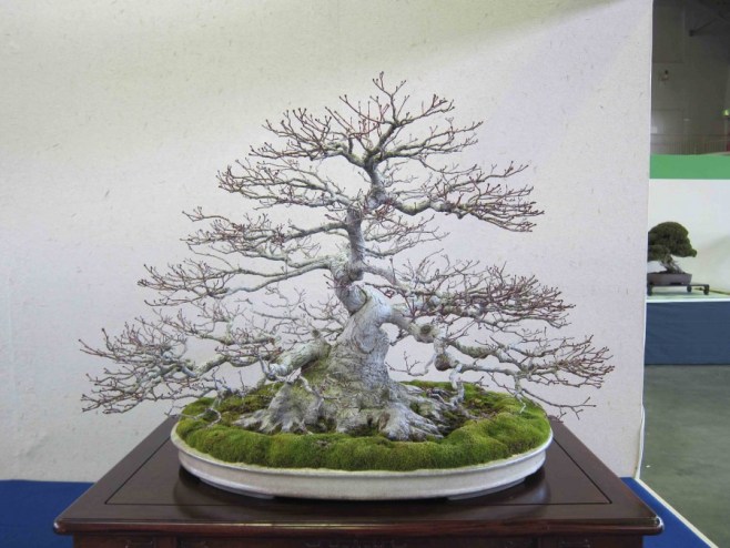 Detail Cara Membentuk Ranting Bonsai Nomer 17