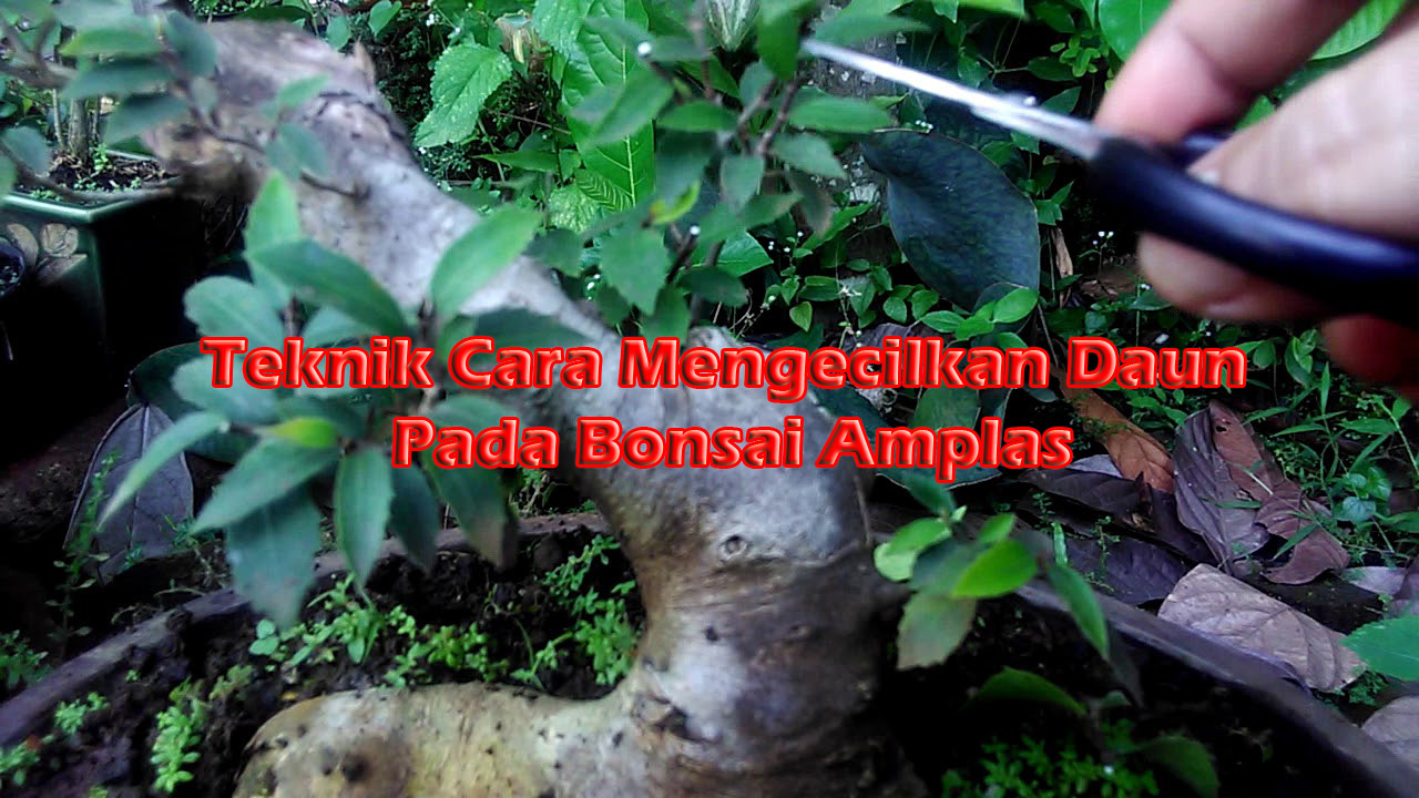 Detail Cara Membentuk Ranting Bonsai Nomer 28