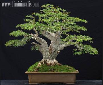 Detail Cara Membentuk Ranting Bonsai Nomer 48