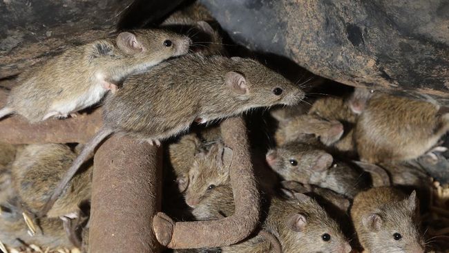Cara Membersihkan Tikus Di Rumah - KibrisPDR