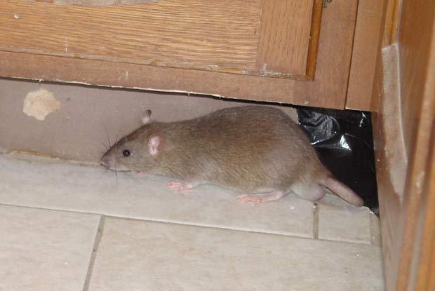 Detail Cara Membersihkan Tikus Di Rumah Nomer 11