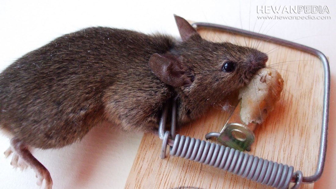 Detail Cara Membersihkan Tikus Di Rumah Nomer 28