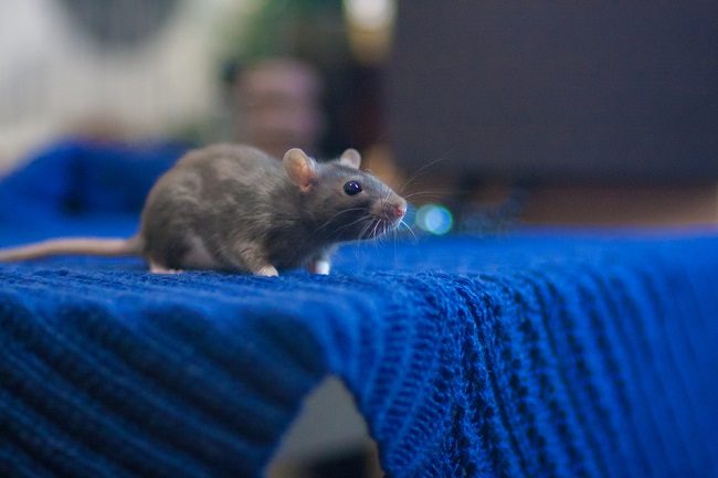 Detail Cara Membersihkan Tikus Di Rumah Nomer 40