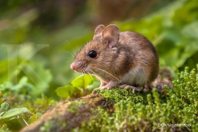 Detail Cara Membersihkan Tikus Di Rumah Nomer 41