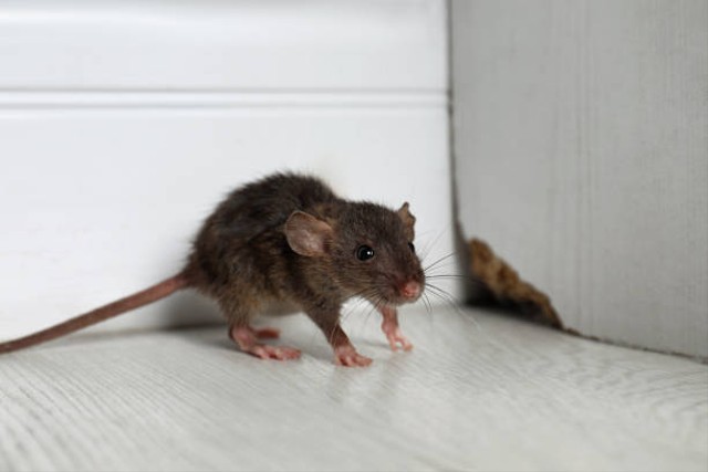 Detail Cara Membersihkan Tikus Di Rumah Nomer 47